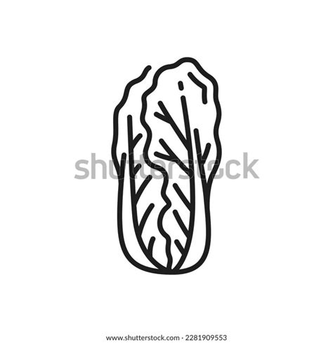 pechay picture drawing|6 Pechay Baguio Images, Stock Photos & Vectors.